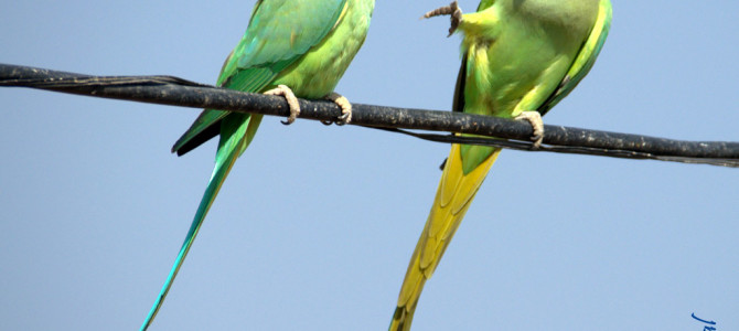 चांद बावड़ी – एक नायाब करिश्मा चांद बावड़ी – एक नायाब करिश्मा