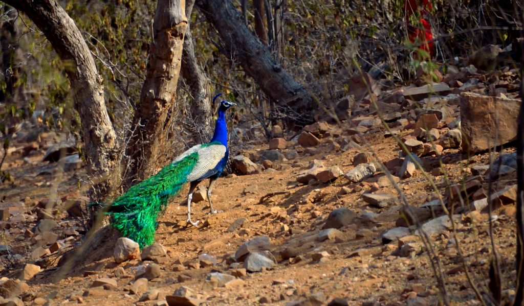 नाहरगढ़ के रास्ते में मोर 