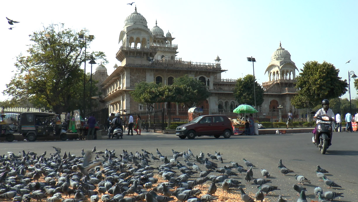 pigeons